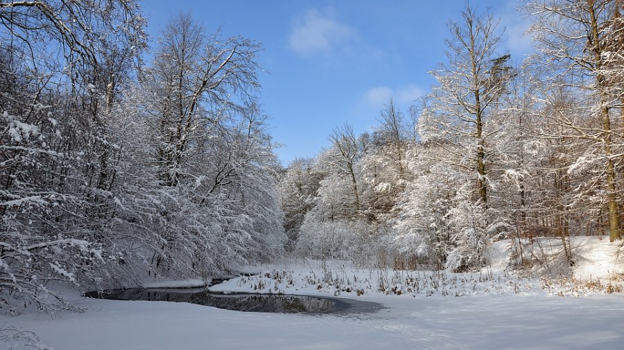 vinter gråsten skov 2